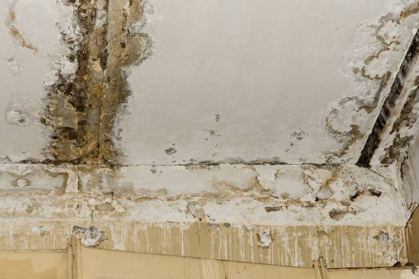 Reliable Kellyville, OK Mold Removal Solutions